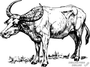 fotos de bufalos y bisontes