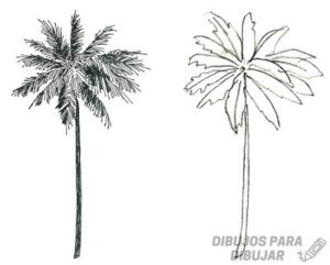 fotos de playas con palmeras