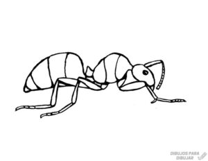 hormiga caricatura