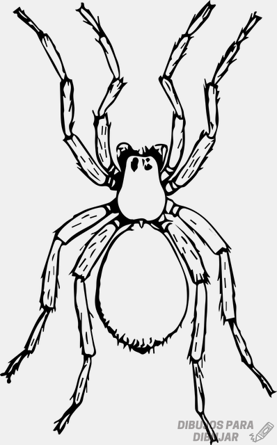 Dibujos para colorear de arañas y arácnidos