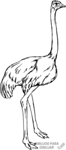 imagenes de avestruz para dibujar