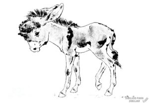 imagenes de burros para dibujar