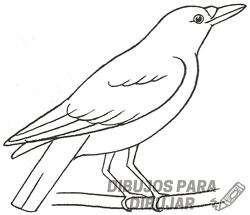 imagenes de cuervos en caricatura