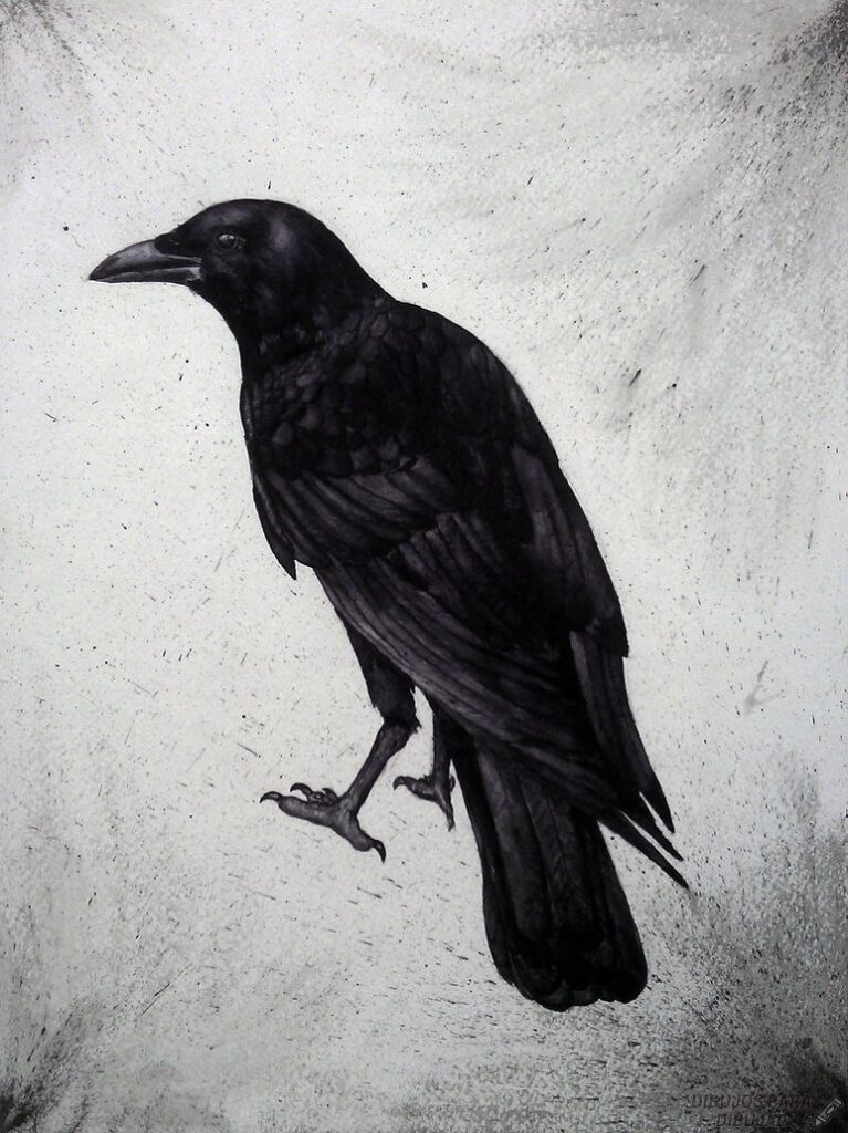 imagenes de cuervos para dibujar