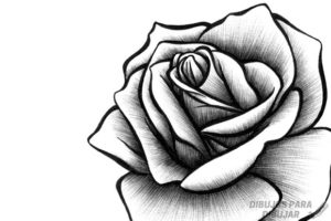 imagenes de dibujos de rosas