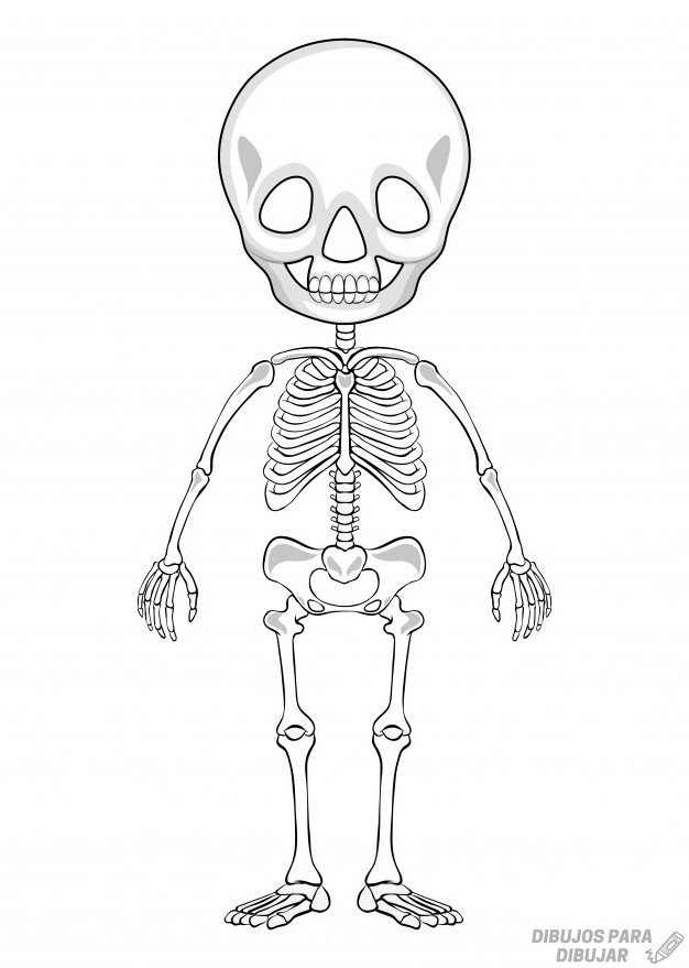 Esqueleto humano - Dibujo #992 - Dibujalia - Los mejores dibujos
