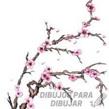 imagenes de flor de cerezo japones