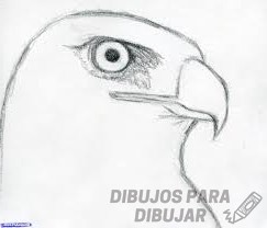 imagenes de halcones para dibujar