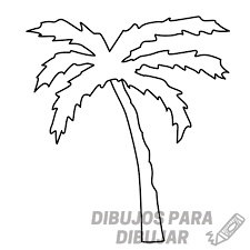 imagenes de palmeras de jardin
