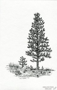 imagenes de pinos de navidad para colorear