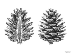 imagenes de pinos para dibujar