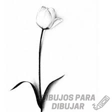 imagenes de tulipanes para dibujar