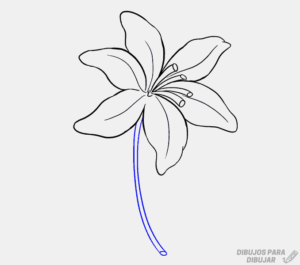 orquidea colombiana dibujo