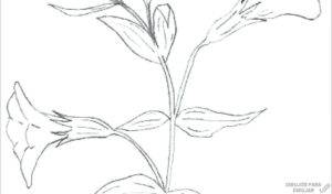 planta de amapola imagenes