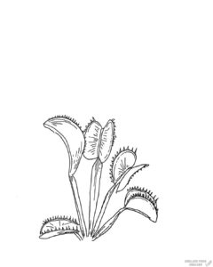 plantas carnivoras para dibujar