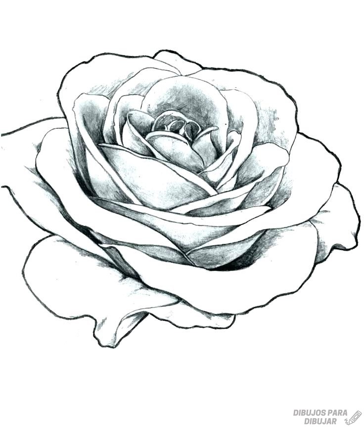 Featured image of post Rosas Animadas Para Colorear Existen muchas historias que giran alrededor de ellas lo que las otorga gran variedad de descarga y colorea tantos dibujos de rosas como quieras