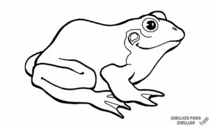 como dibujar una rana facil