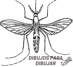 cual es el mosquito del dengue