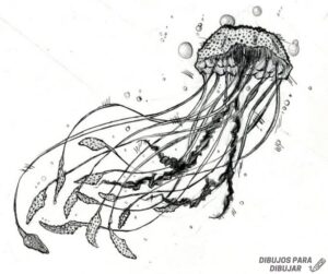 dibujar una medusa