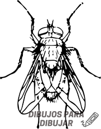 dibujar una mosca