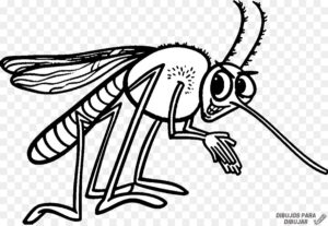 dibujo del mosquito del dengue