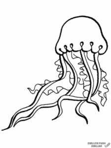 dibujos de medusas de mar