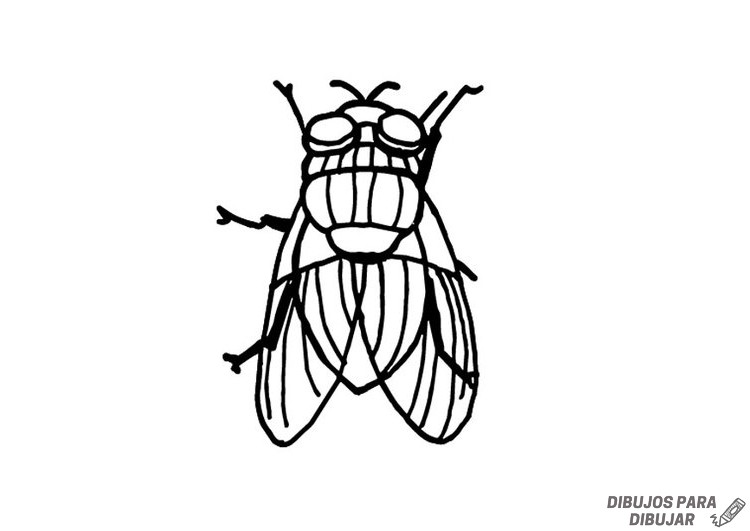dibujos de moscas para colorear