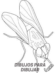 figuras de moscas