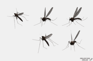 fotos de mosquitos