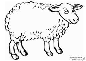 imagen oveja