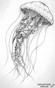 medusa dibujo