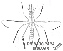 mosquito caricatura