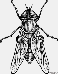 mosquito de dengue