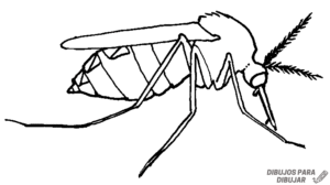 mosquito para dibujar