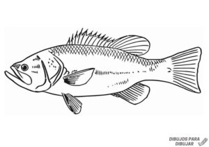 pez caricatura