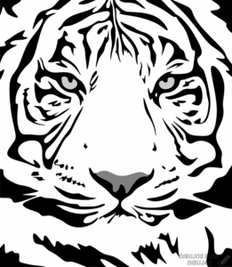 Como dibujar un tigre blanco