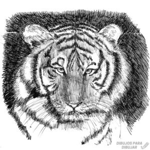 Fotos tigres