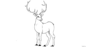 como dibujar un ciervo scaled 1