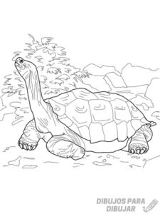 como dibujar una tortuga marina