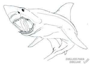 dibujo tiburon infantil