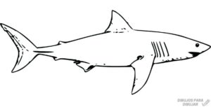 tiburon blanco animado