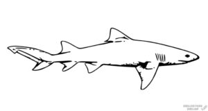 tiburon blanco dibujo scaled 1